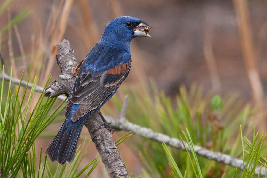 Blue Grosbeak Cape Henlopen State Park, DE IMG_1253