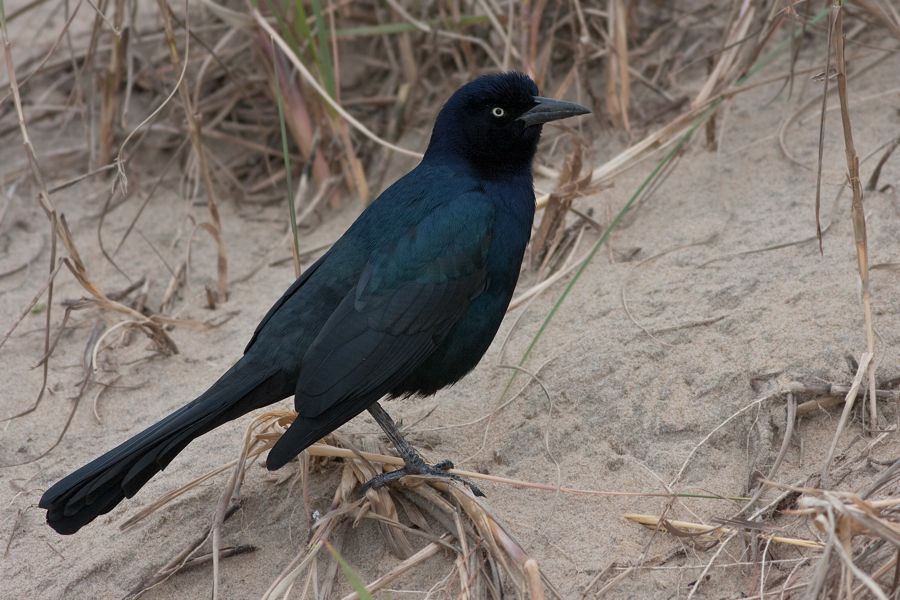 Boat-tail Grackle Sandbridge, VA IMG_7364