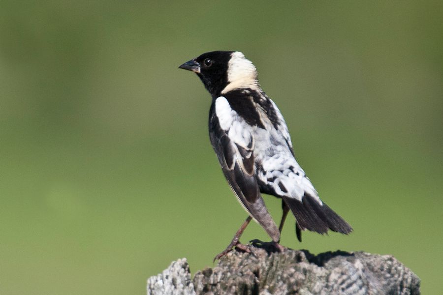 Bobolink Highland County, VA IMG_5105