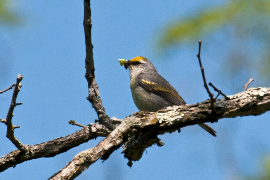 Brewster's Warbler Highland County, VA IMG_5043