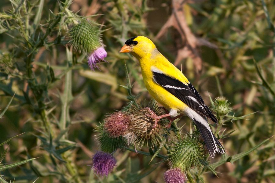 American Goldfinch Richmond, VA IMG_5218