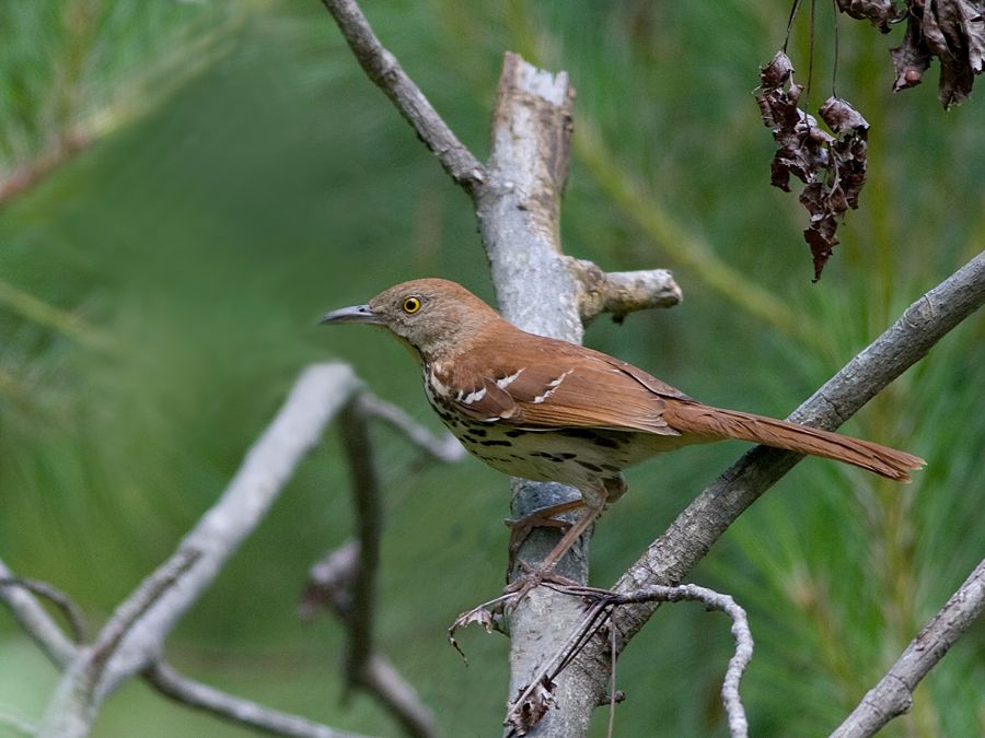 Brown Thrasher Suggetts Point, VA IMG_4906