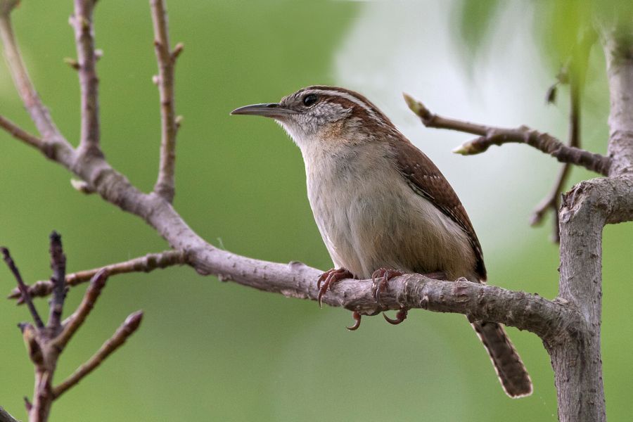 Carolina Wren James River Park, VA IMG_3906