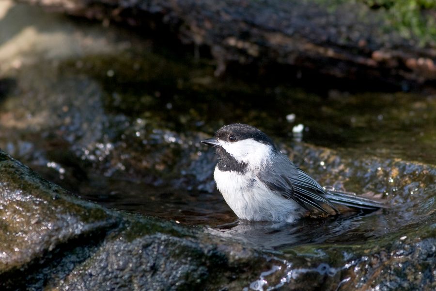 Chickadee, Richmond, VA IMG_8833