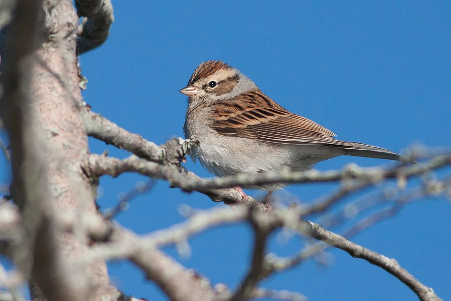 Chipping Sparrow False Cape State Park, VA IMG_7739