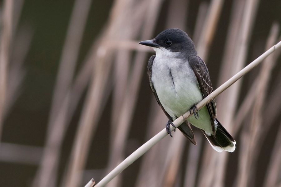 Eastern Kingbird Bombay Hook NWR, DE IMG_0910