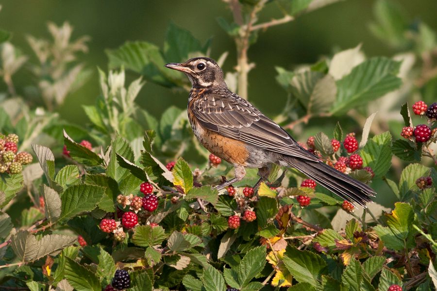 American Robin Richmond, VA IMG_5192