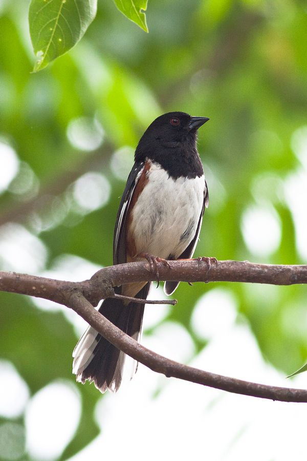 Eastern Towhee James River Park, VA IMG_4405