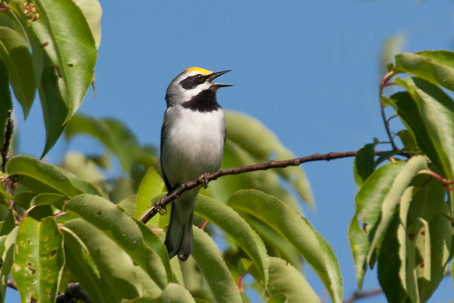 Golden-winged Warbler Highland County, VA IMG_5125