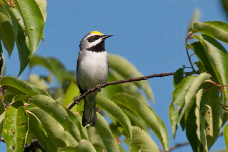 Golden-winged Warbler Highland County, VA IMG_5126