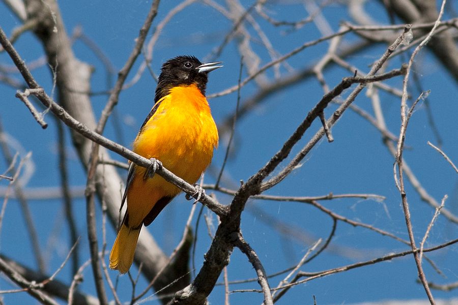 Baltimore Oriole James River Park, VA IMG_3985