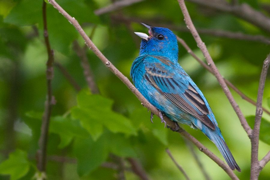 Indigo Bunting Bombay Hook NWR, DE IMG_0677