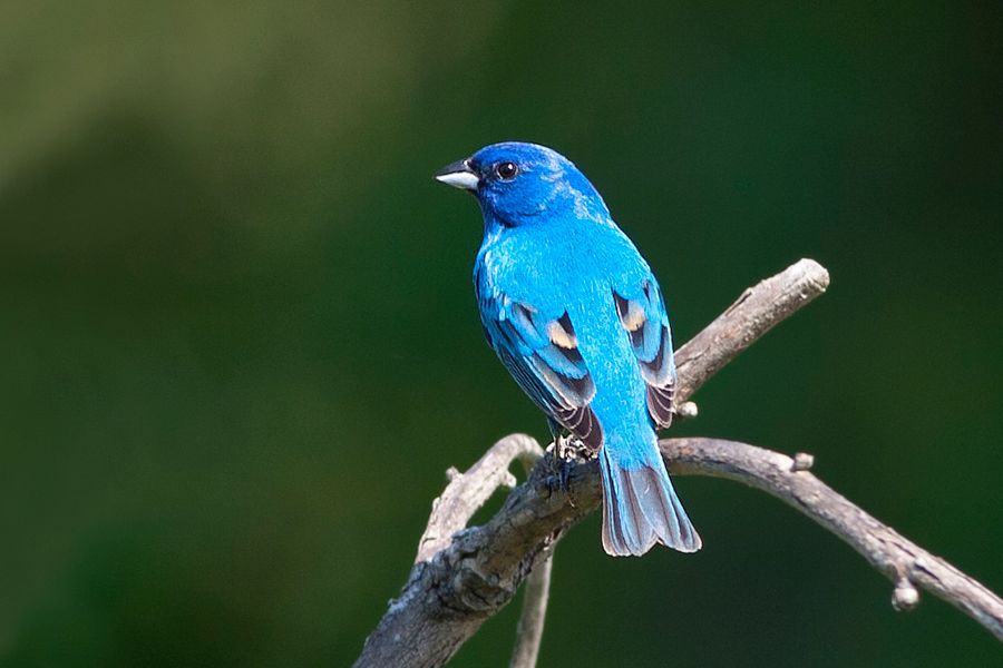 Indigo Bunting Featherfin WMA, VA IMG_4371