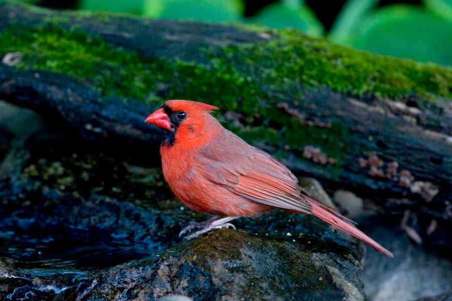 Northern Cardinal Richmond, VA IMG_9686