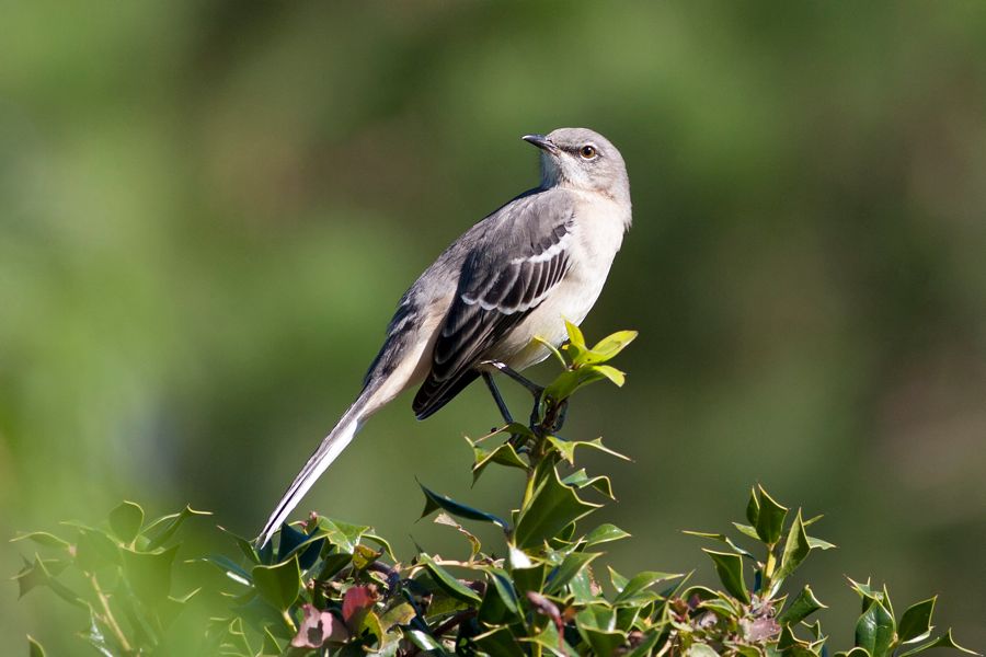 Northern Mockingbird Kiptopeke State Park, VA IMG_5760