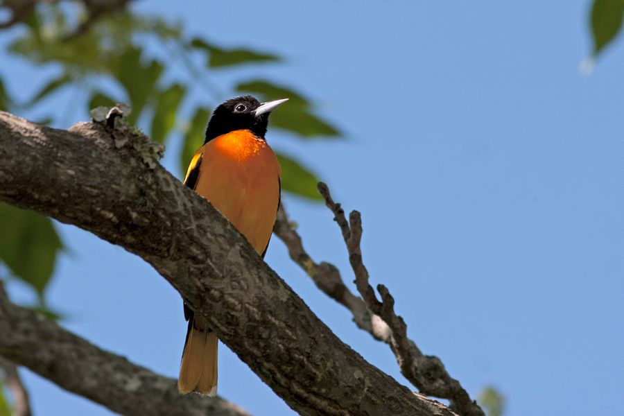 Baltimore Oriole James River Park, VA IMG_4030