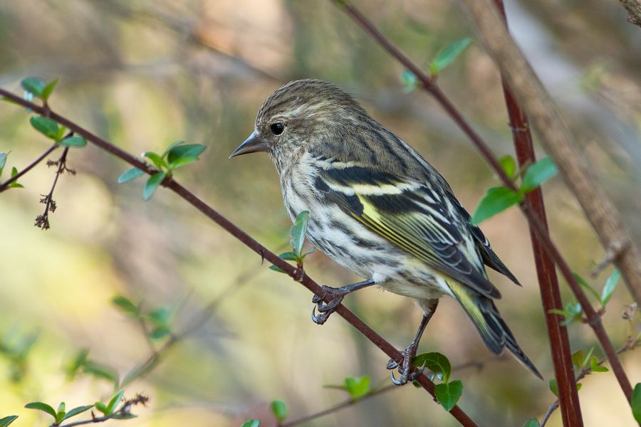 Pine Siskin Kiptopeke State Park, VA IMG_6812