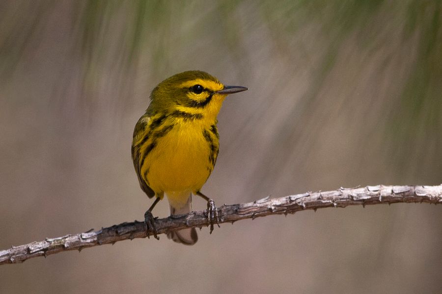 Prairie Warbler Powhatan, VA IMG_3213