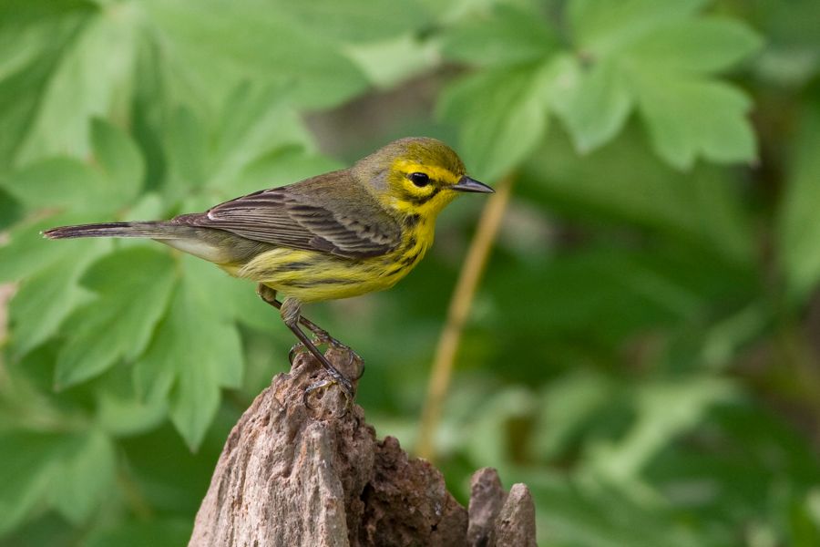 Prairie Warbler Richmond, VA IMG_8873