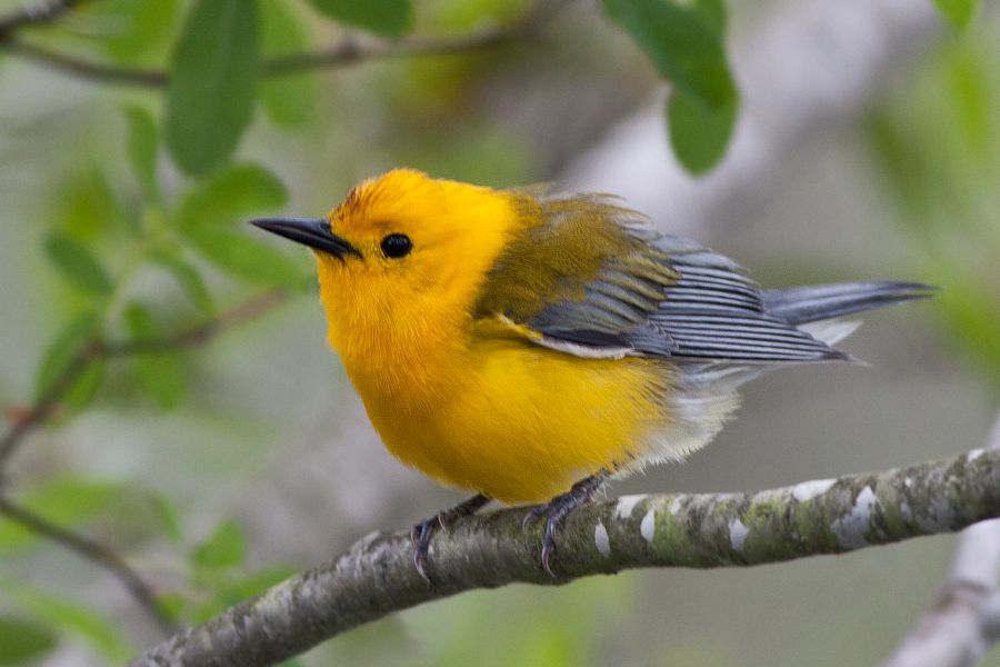 Prothonotary Warbler Merchants Millpond State Park, NC IMG_4056 