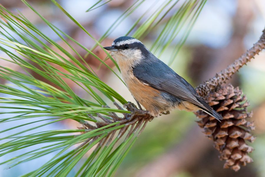 Red-breasted Nuthatch Assateague State Park, VA IMG_6117