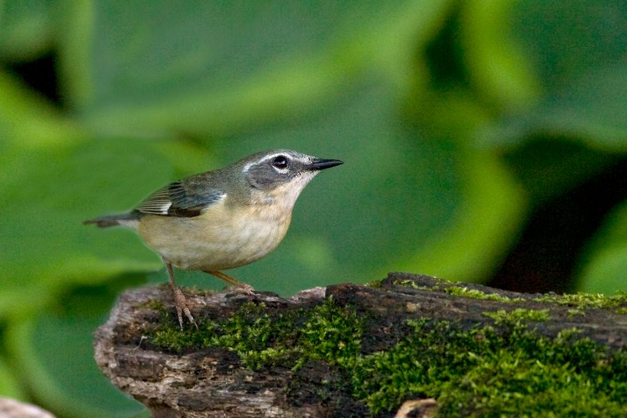 Black-throated Blue Warbler (Female) Richmond, VA IMG_9667