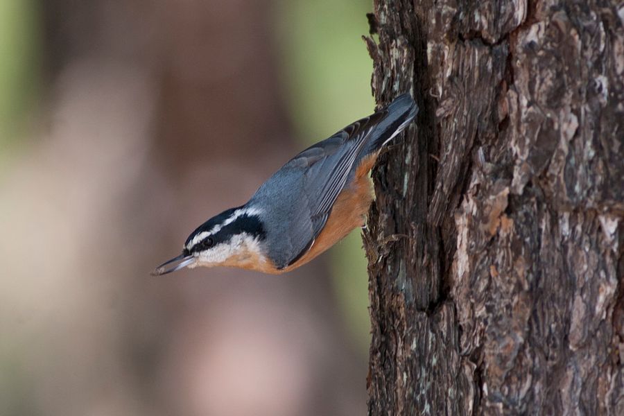 Red-breasted Nuthatch Assateague State Park, VA IMG_6144