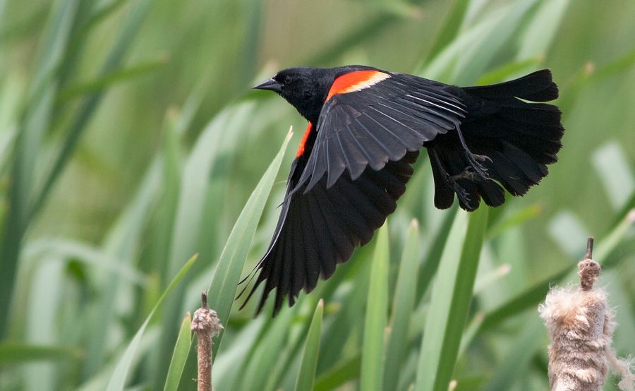 Red-winged Blackbird Bombay Hook NWR, DE IMG_0735