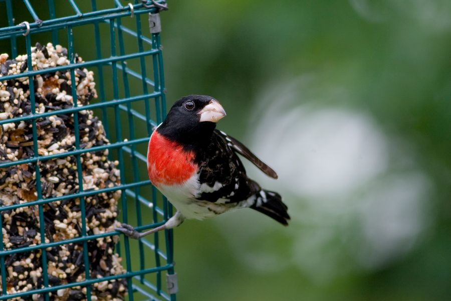 Rose-breasted Grosbeak Richmond, VA IMG_9735