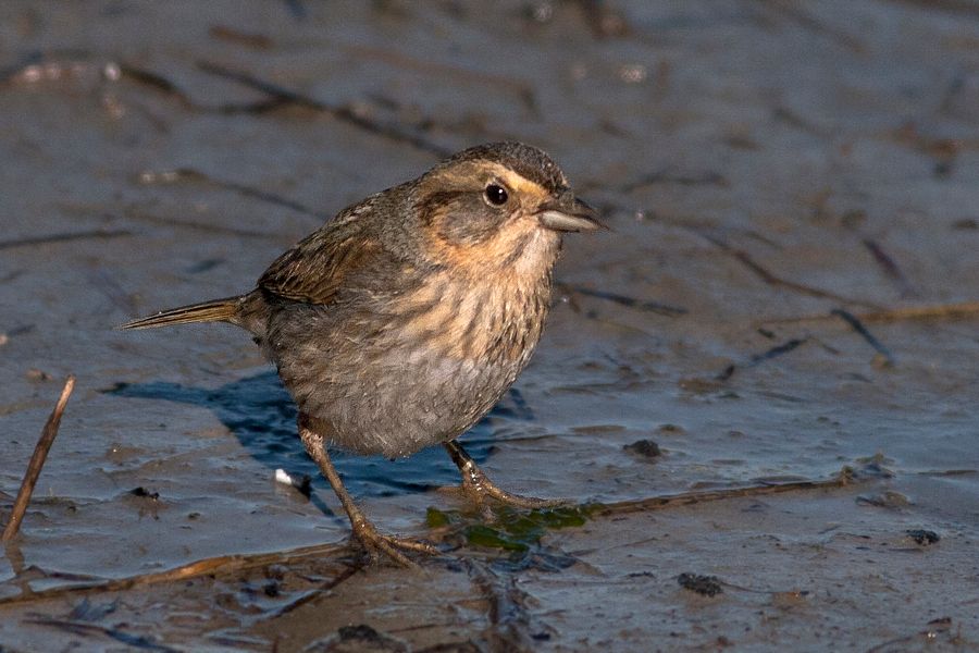 Saltmarsh Sharp-tailed Sparrow Chincoteague NWR, VA IMG_1927