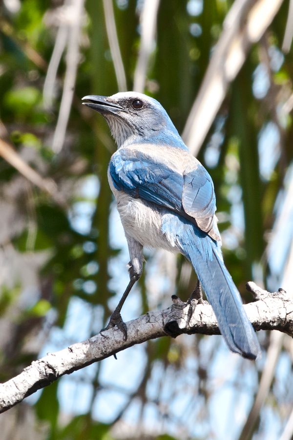 Scrub Jay Merritt Island NWR, FL IMG_6337