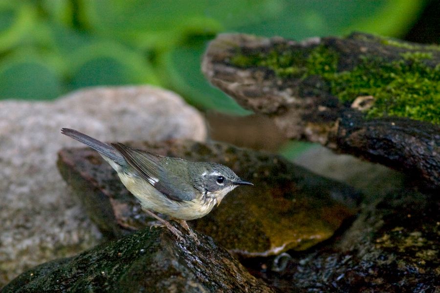 Black-throated Blue Warbler (Female) Richmond, VA IMG_9678