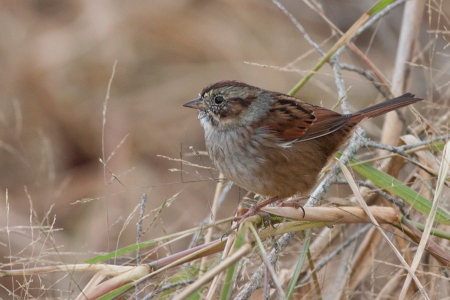 Swamp Sparrow False Cape State Park, VA IMG_8037