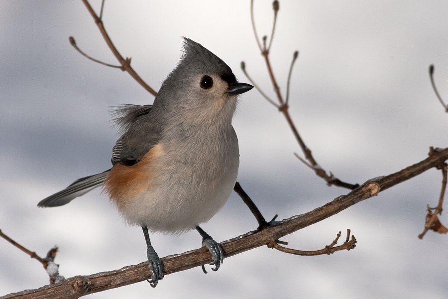 Tufted Titmouse Richmond, VA IMG_1143