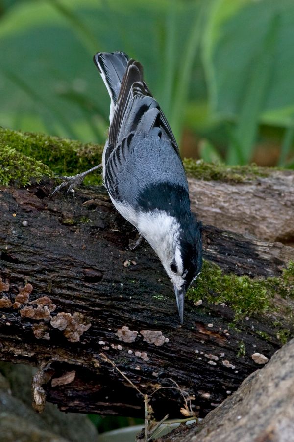 White-breasted Nuthatch Richmond, VA IMG_9003