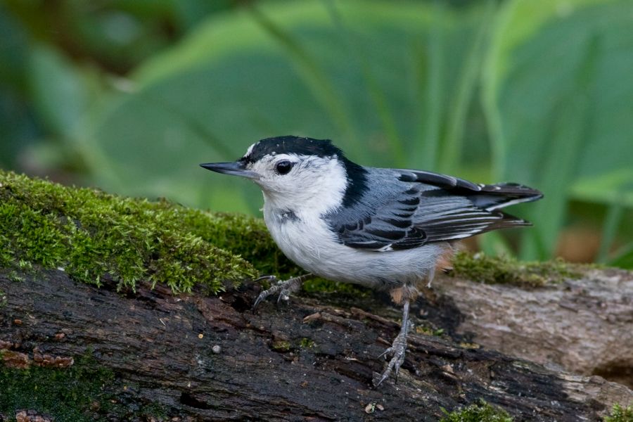 White-breasted Nuthatch Richmond, VA IMG_9004