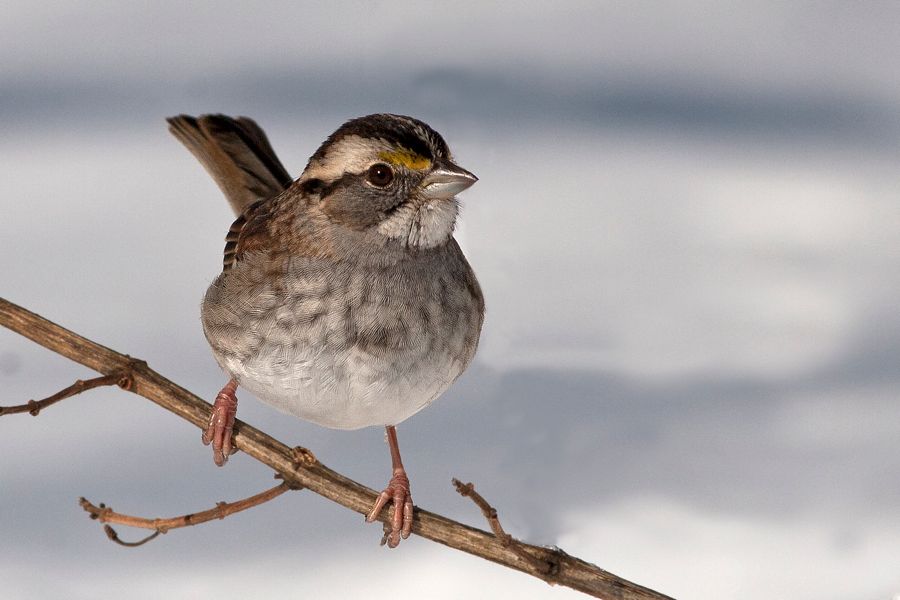 White-throated Sparrow Richmond, VA IMG_1233