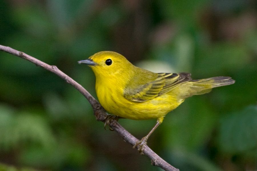 Yellow Warbler (Female) Richmond, VA IMG_9209