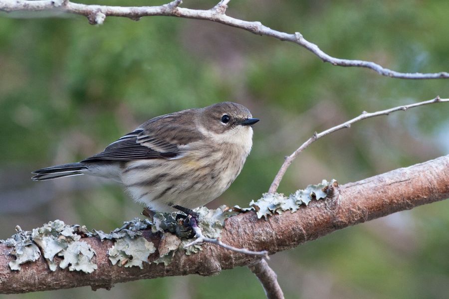 Yellow-rumped Warbler (Female) False Cape State Park, VA IMG_7974