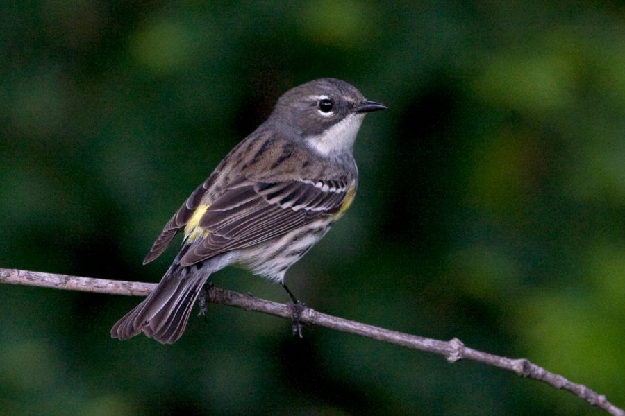 Yellow-rumped Warbler (Female) Richmond, VA IMG_9655