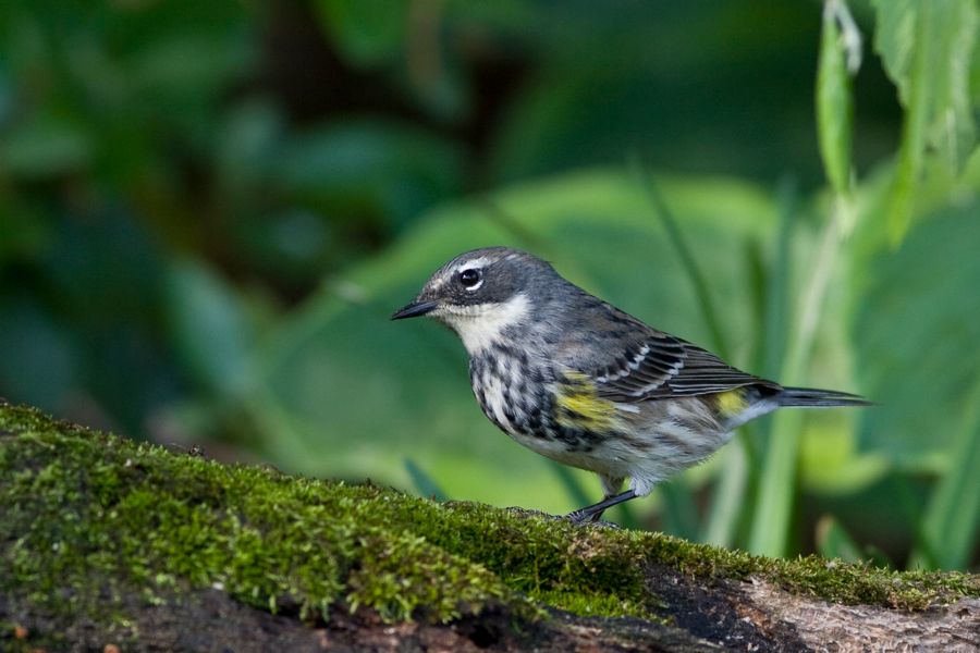 Yellow-rumped Warbler( Female) Richmond, VA IMG_8844