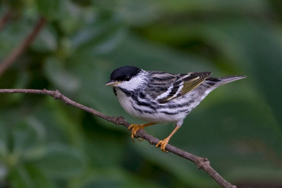 Blackpoll Warbler Richmond, VA IMG_9272