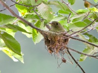 Acadian Flycatcher Varina, VA IMG_5089