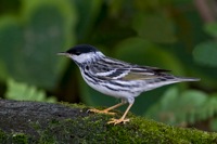 Blackpoll Warbler Richmond, VA IMG_9282