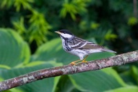 Blackpoll Warbler Richmond, VA IMG_9703