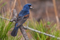 Blue Grosbeak Cape Henlopen State Park, DE IMG_1253