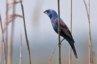 Blue Grosbeak Cape Henlopen State Park, DE IMG_1348