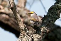 Brewster's Warbler Highland County, VA IMG_5035