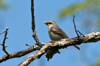 Brewster's Warbler Highland County, VA IMG_5043