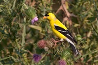 American Goldfinch Richmond, VA IMG_5218